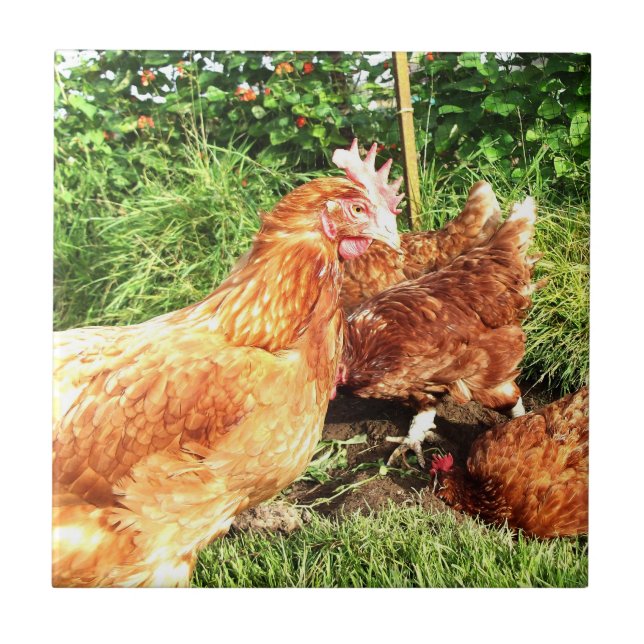 Galinhas ar livre felizes da ex-bateria (Frente)