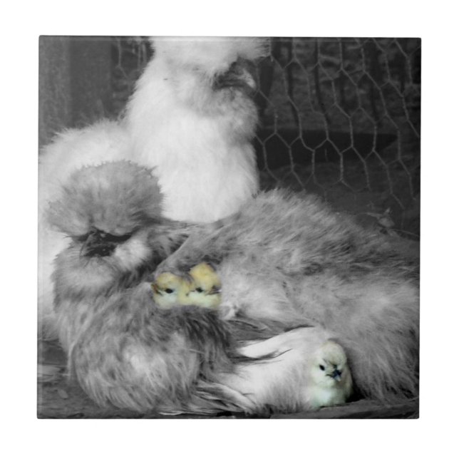Galinhas de Silkie Pretas e Brancas com Pintinhos  (Frente)