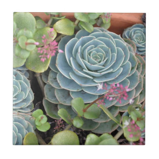 Galinhas e planta dos pintinhos