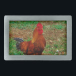 Galo<br><div class="desc">Galo na Foto Fazenda de Sandy Closs. "Galo de fazenda" "galo decorativo" "galo colorido" "galinha macho" "animais de exploração" "gamecock" galinha</div>