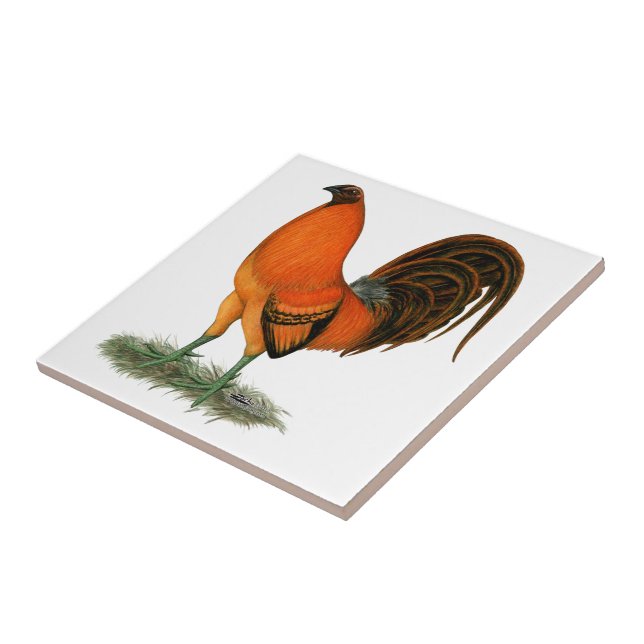 Galo Combatente Ginger Vermelho (Lateral)