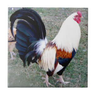 Galo da baía de Havaí Hanauma