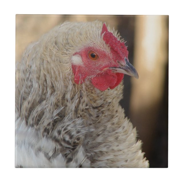 Galo de Frascos (Frente)