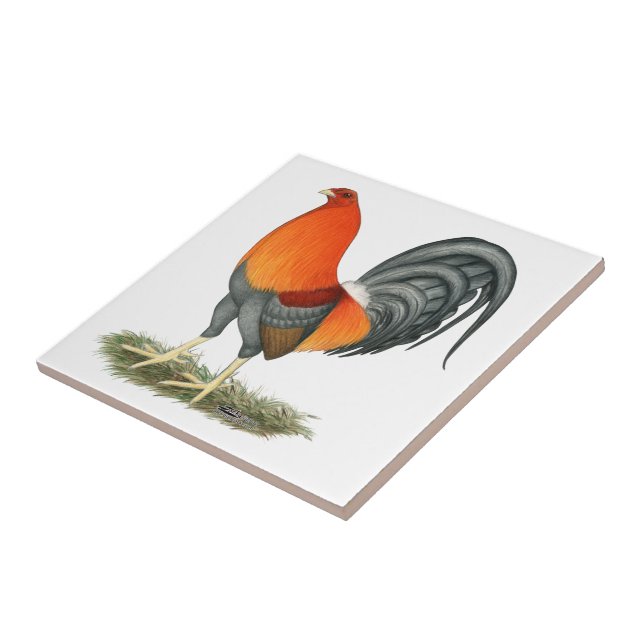 Galo do vermelho azul do Gamecock (Lateral)