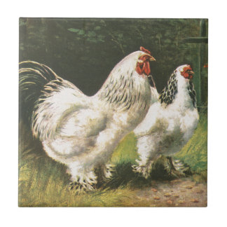 Galo e galinha