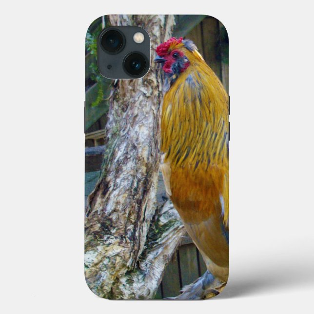 Galo Fluffy Cinza Laranja, (Verso)