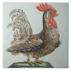 Galo novo do anão, c.1767-76 (gravura colorida m