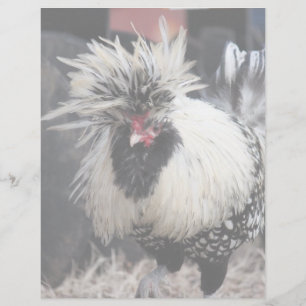 Galo Pecado Polonês