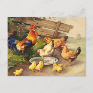 Galo vintage galinhas e pintinhos Cartão postal co