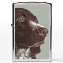 Galsh Springer Spaniel cão Zippo