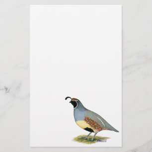 Gambel's Desert Quail