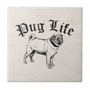 Gângster engraçado do cão da vida do Pug