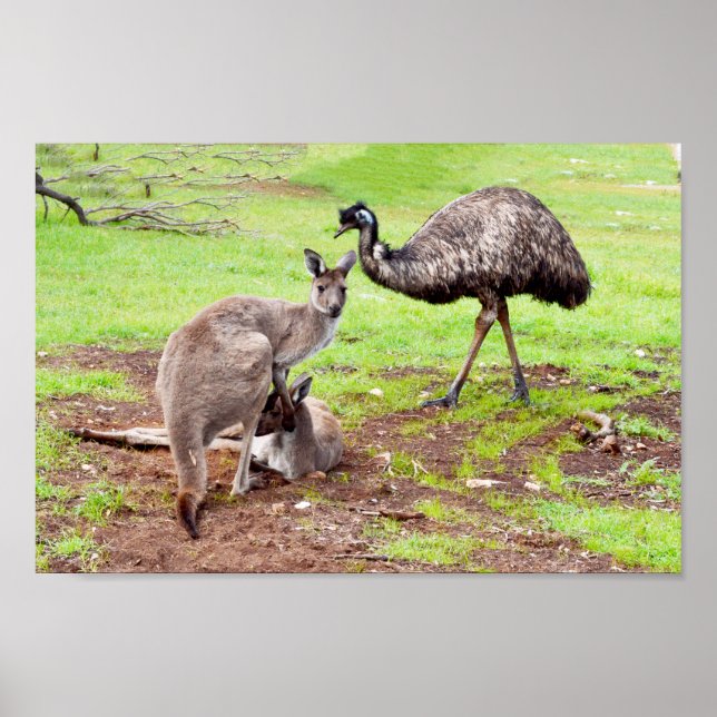 Gangurus Australianos E Emu, Poster De Muro (Frente)