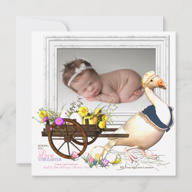 Ganso com anúncio do nascimento da foto dos ovos (Frente)