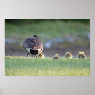 Ganso com Poster de Foto de Bebês