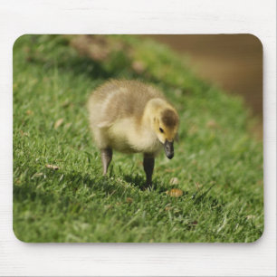 Ganso curioso do bebê e o cogumelo Mousepad do