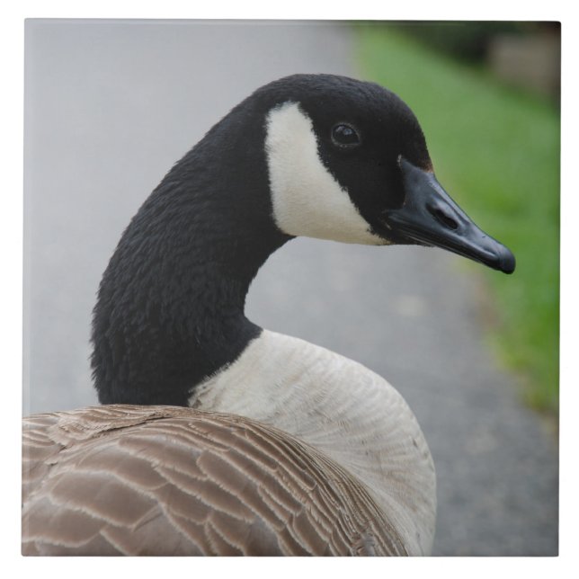 Ganso de Canadá (Frente)
