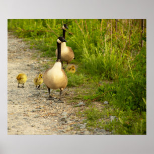 Gansos com Poster de Goslings