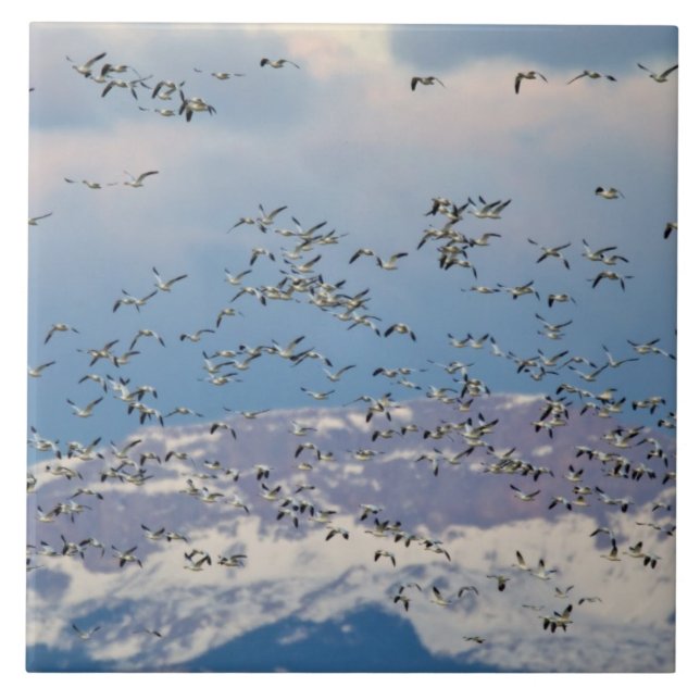 Gansos da neve durante a migração da primavera (Frente)
