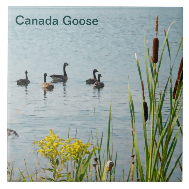 Gansos-do-Canadá E Taboas (Frente)