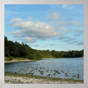 Gansos do Canadá em Poster de Lago