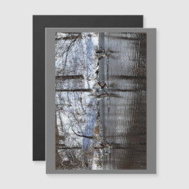 Gansos Levantando Água