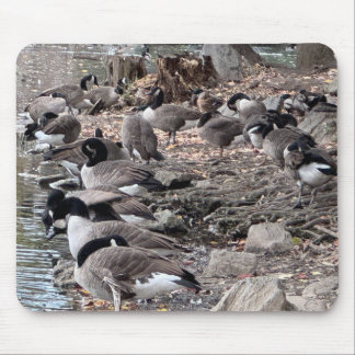 Gansos no Parque Mouse Pad