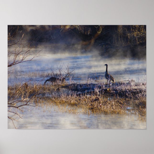 Gansos tomando Poster de quebra (Frente)