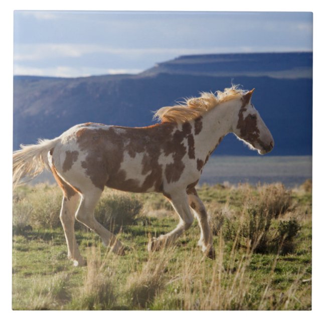 Garanhão Correndo, Montanhas Steens, Oregon (Frente)