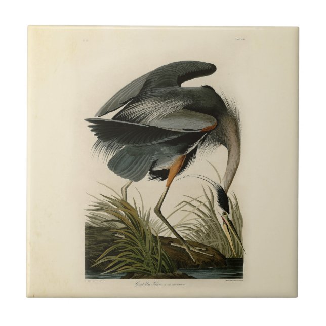 Garça-azul-grande de Audubon Marsh Bird (Frente)