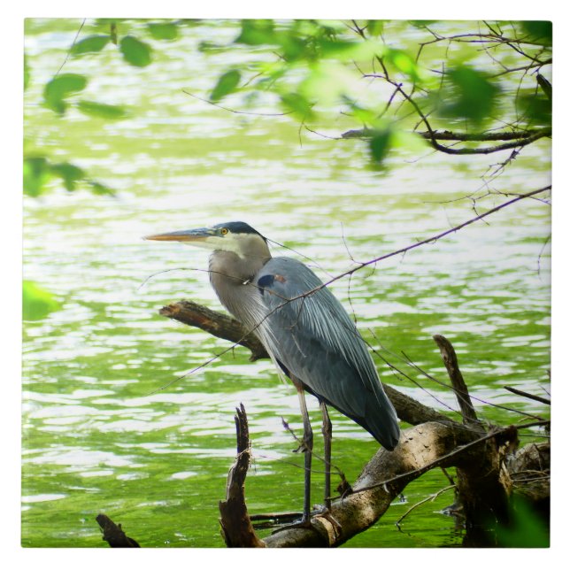 Garça Azul Grande floresta rio primavera natureza (Frente)