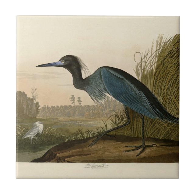 Garça Azul Grou Impressão Audubon Arte Costeira (Frente)