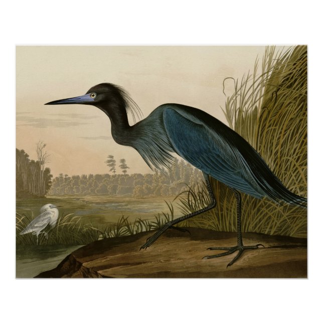 Garça Azul Grou Impressão Audubon Arte Costeira (Frente)