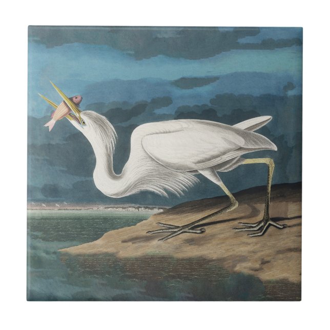 Garça Branca Grande de Audubon: Ave Costeira Vinta (Frente)