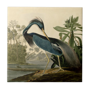 Garça-real de Audubon Louisiana