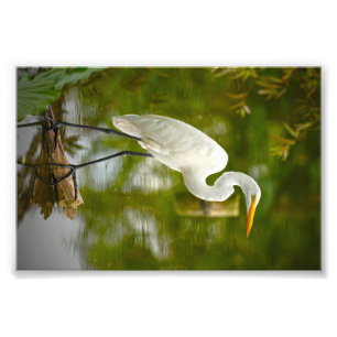 Garça-real de grande branco em uma fotografia do