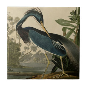 Garça-real de Louisiana