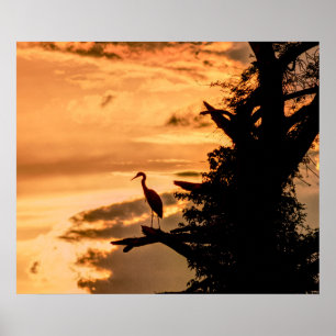 Garça-real no por do sol - James River -- poster