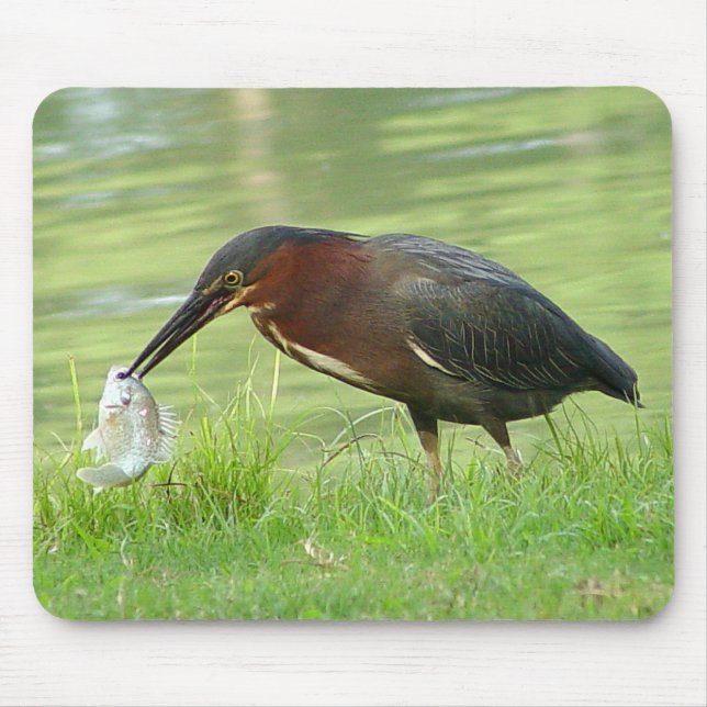 Garça-real verde com peixes Mousepad 2 (Frente)