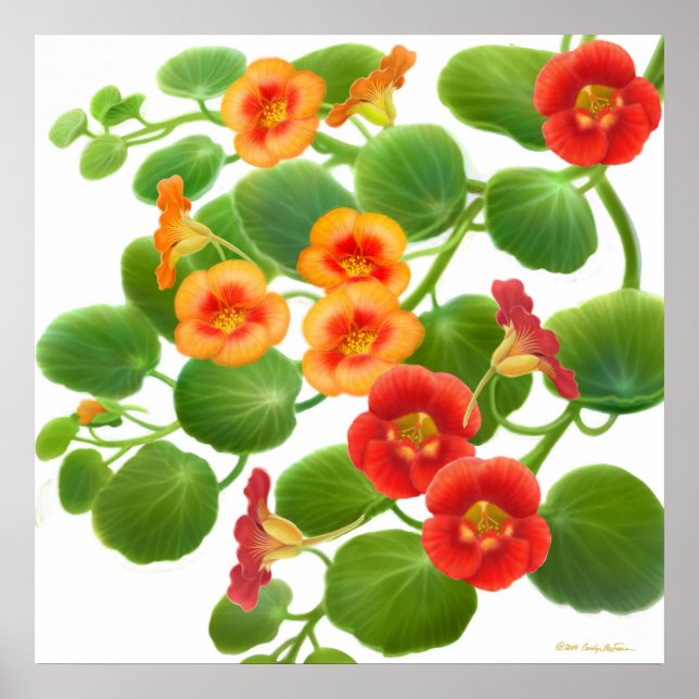 Garden Nasturtium Flowers Impressão (Frente)