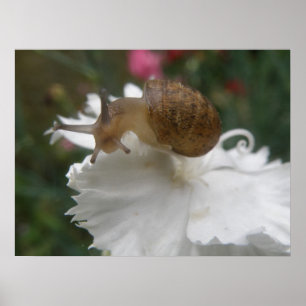 Garden Snail e Impressão do Cravo Branco