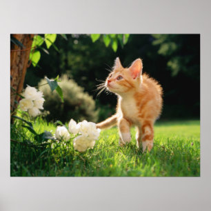 Garden Walk Tabby Cat Impressão