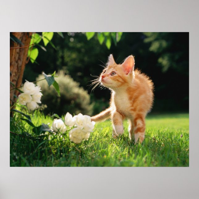 Garden Walk Tabby Cat Impressão (Frente)