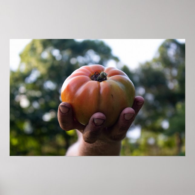 Gardener segurando um Impressão de tomate (Frente)