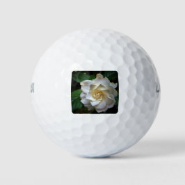 Gardenia Branca
