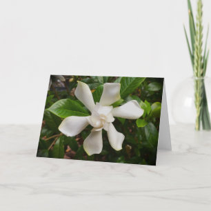 Gardenia, cartão