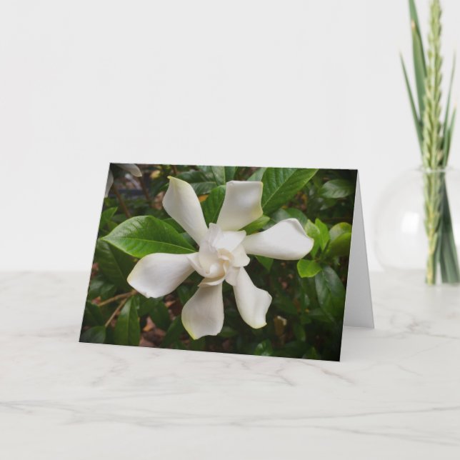 Gardenia, cartão (Frente)