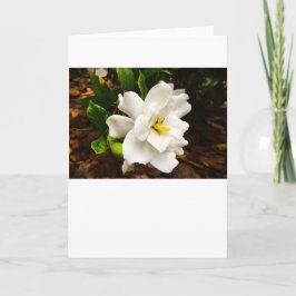 Gardenia, Cartão