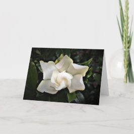 Gardenia, cartão