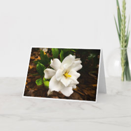 Gardenia, Cartão